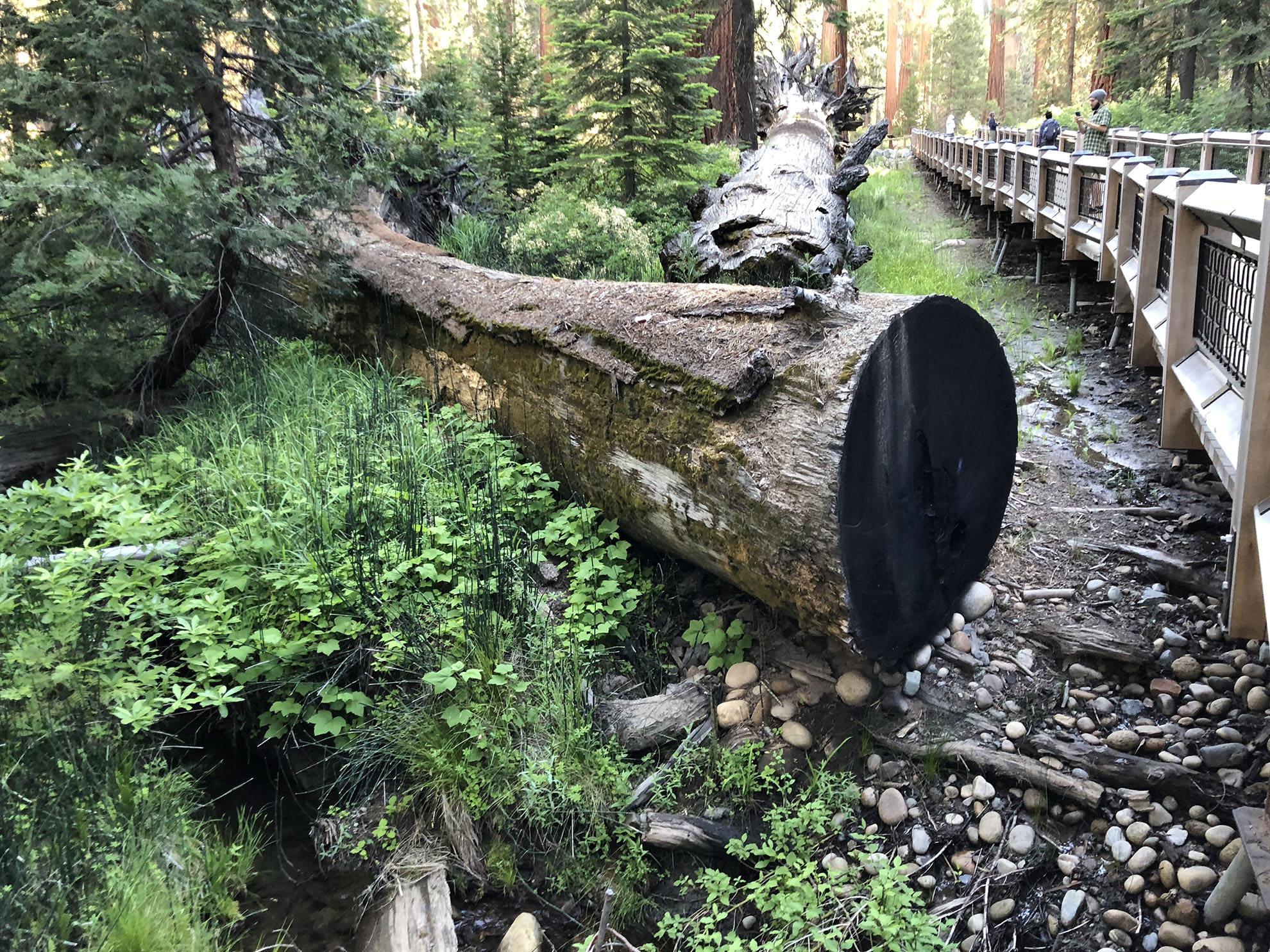 Mariposa Grove of Giant Sequoias
